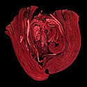 Cara Barer, Heart
Archival pigment print on paper